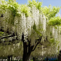 Wisteria Floribunda Longissima Alba - Shiro Noda - Rare White Japanese Wisteria - Large Specimen Plants 5 Wisteria Floribunda Longissima Alba - Shiro Noda - Rare White Japanese Wisteria - Large Specimen Plants -Outlet Plant Store wisteria shiro kapiteyn fuji3