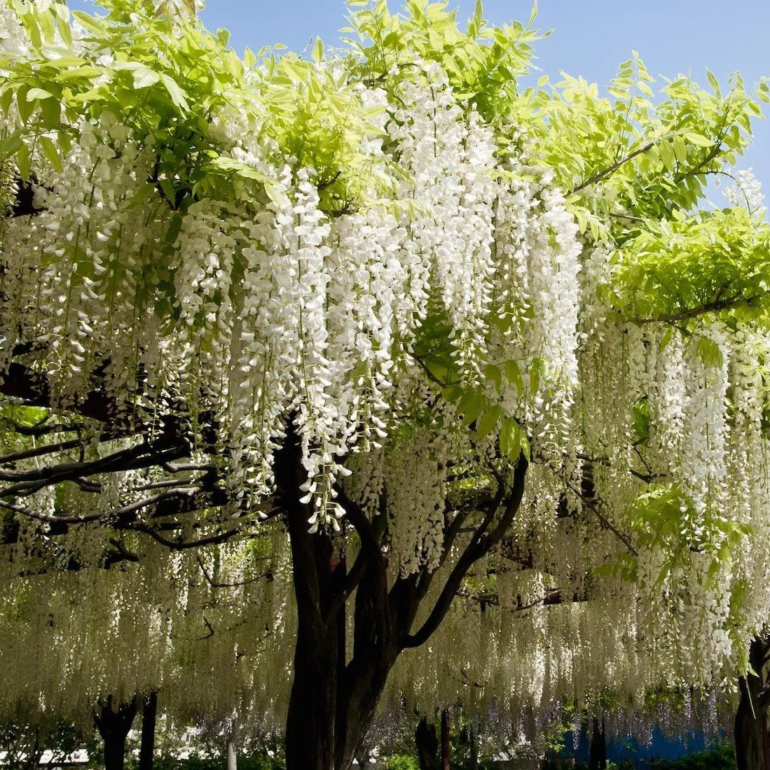 Wisteria Floribunda Longissima Alba - Shiro Noda - Rare White Japanese Wisteria - Large Specimen Plants 3 Wisteria Floribunda Longissima Alba - Shiro Noda - Rare White Japanese Wisteria - Large Specimen Plants - Image 3