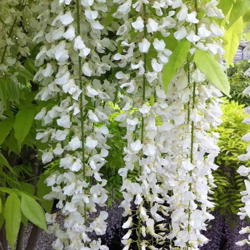 Wisteria Floribunda Longissima Alba - Shiro Noda - Rare White Japanese Wisteria - Large 6ft Plant 1 Wisteria Floribunda Longissima Alba - Shiro Noda - Rare White Japanese Wisteria - Large 6ft Plant