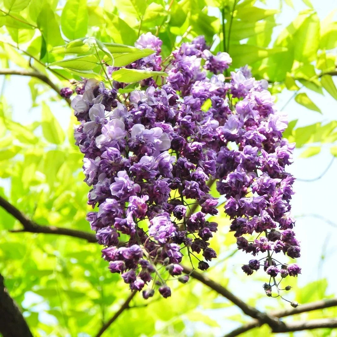 Wisteria Floribunda Violacea Plena - Black Dragon - Large Specimen Plant 6ft 2 Wisteria Floribunda Violacea Plena - Black Dragon - Large Specimen Plant 6ft - Image 2