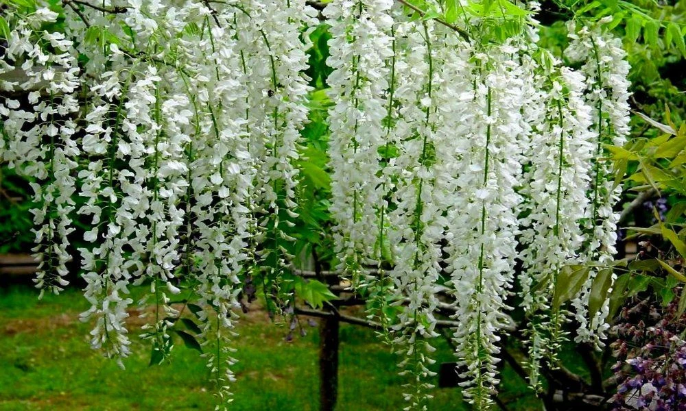 Wisteria Sinensis Alba - White - Large Specimen Plant 6ft+ 2 Wisteria Sinensis Alba - White - Large Specimen Plant 6ft+ - Image 2