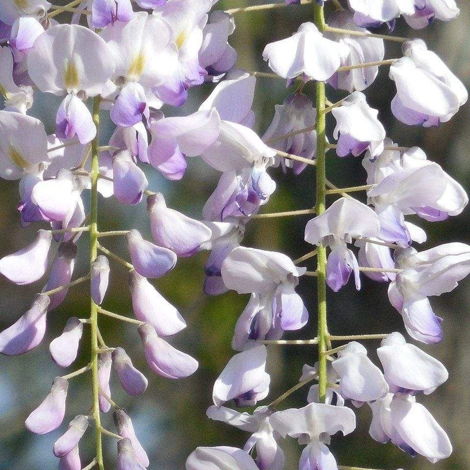 Wisteria Floribunda Harlequin - Large Specimen Plant 6ft 1 Wisteria Floribunda Harlequin - Large Specimen Plant 6ft