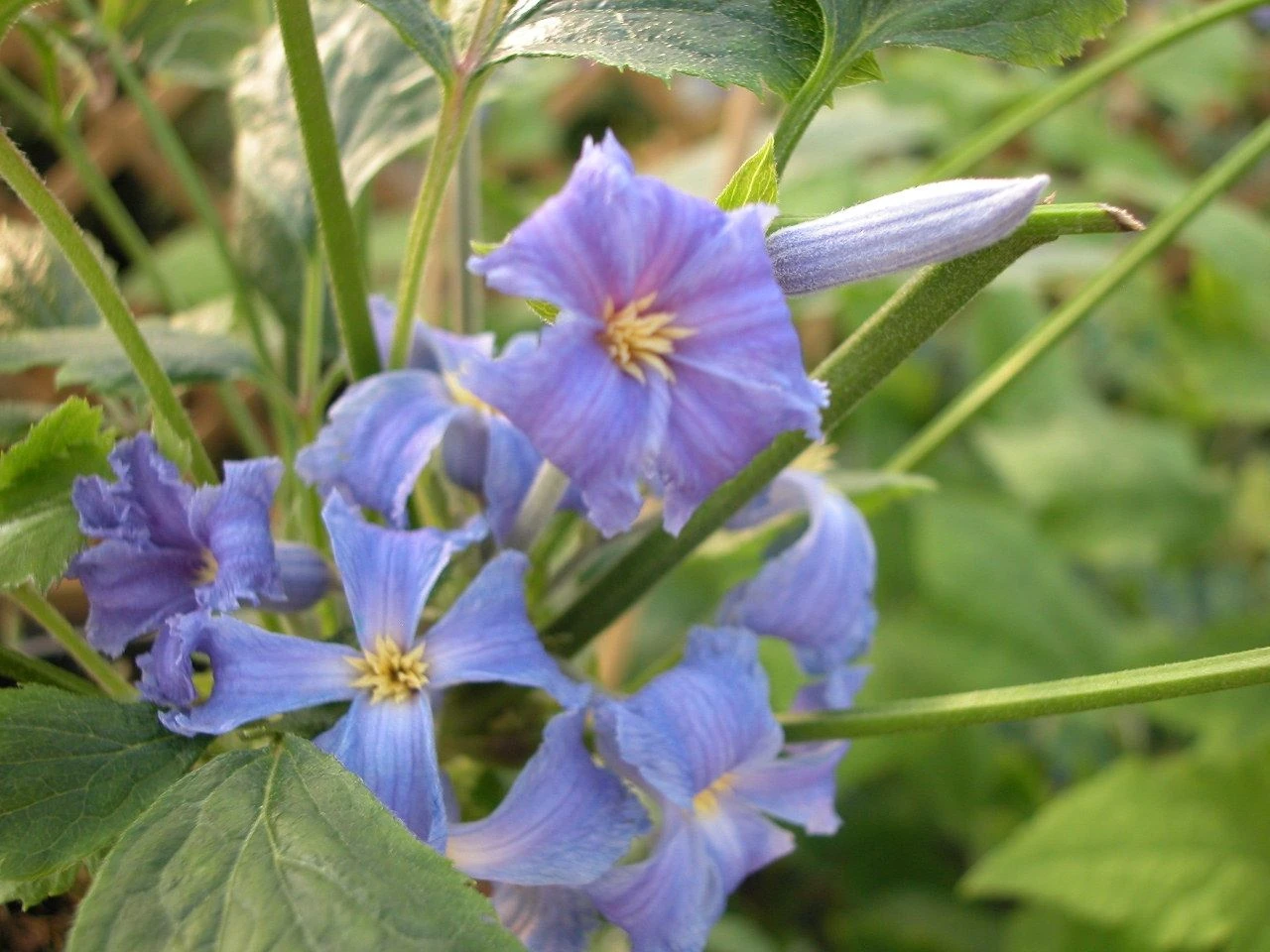 Clematis Wyevale 2 Clematis Wyevale - Image 2