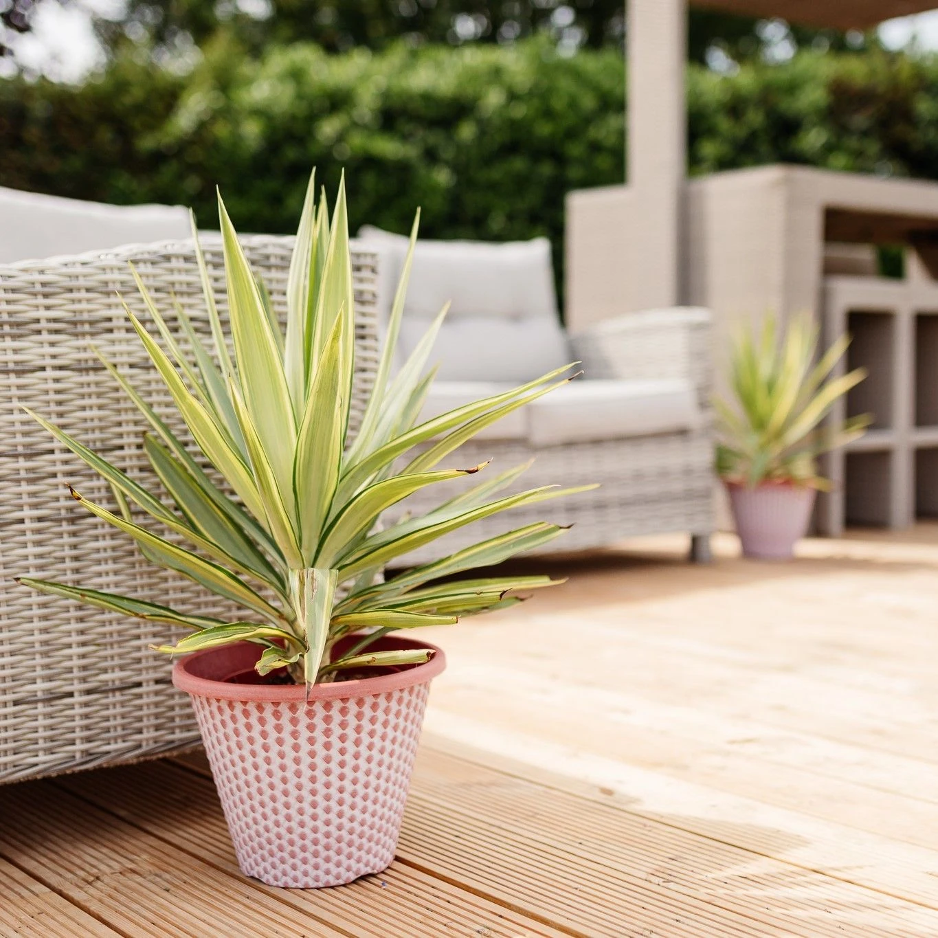 Patio Adams Needle Yucca Jewel Palm Tree - Approx 60cms+ Tall 4 Patio Adams Needle Yucca Jewel Palm Tree - Approx 60cms+ Tall - Image 4