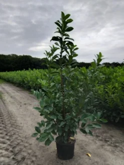 Laurel Hedging - 6-7ft Tall - Pack Of 10 Large Plants - Prunus Laurocerasus Rotundifolia Hedging Laurels + -Outlet Plant Store xxl laurel 1