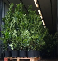 Laurel Hedging - 6-7ft Tall - Pack Of 10 Large Plants - Prunus Laurocerasus Rotundifolia Hedging Laurels + -Outlet Plant Store xxl laurel packed