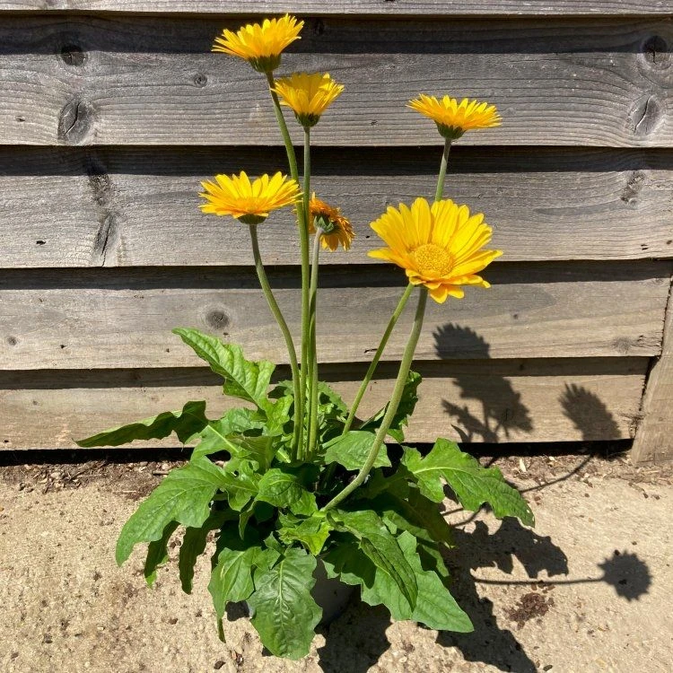 Giant Flowered Gerbera Garvinea Yellow Smile - Beautiful Hardy Gerbera With Giant Daisy Flowers 2 Giant Flowered Gerbera Garvinea Yellow Smile - Beautiful Hardy Gerbera With Giant Daisy Flowers - Image 2