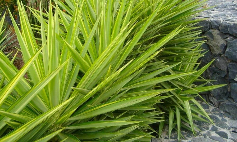 Patio Adams Needle Yucca Jewel Palm Tree - Approx 60cms+ Tall 2 Patio Adams Needle Yucca Jewel Palm Tree - Approx 60cms+ Tall - Image 2